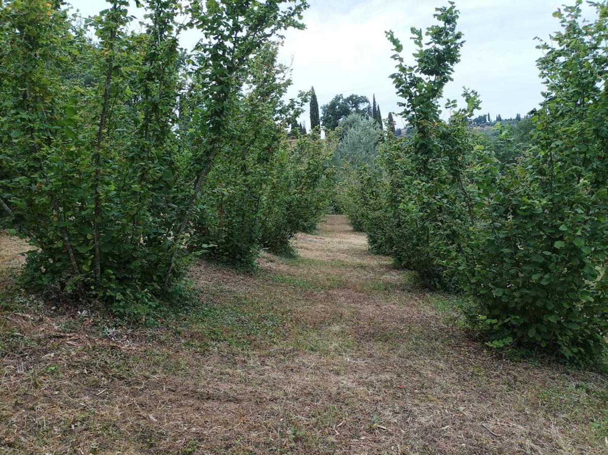 Agriturismo Il Bagnano Certaldo Extérieur photo